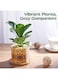 Generic 4 Pcs Succulent Plant Pots Small Modern Ceramic Indoor Planter With Bamboo Tray For Cactus Herbs Home Design 6 (Plants Not Included)