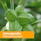 Herb Pharm Certified Organic Ashwagandha Extract For Traditional Support For Energy And Vitality, Alcohol-Free Glycerite, 1 Ounce