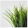 نبات زينة اصطناعي آنية, عشب
