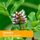 Herb Pharm Licorice Extract 1 Fl. Oz. 63380