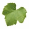 ورق عنب - 500 جرام