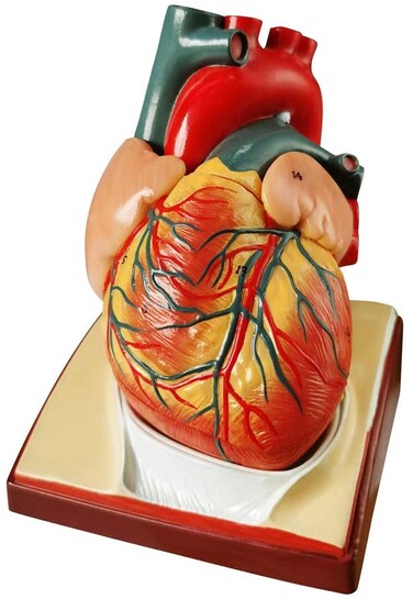 Generies Life Size Human Heart Model, 2-Parts 1:1 Anatomical Model On Diaphragm And Pericardium Base, 34 Structures Teaching Science Models For Classroom Cardiology Study