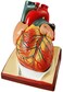 Generies Life Size Human Heart Model, 2-Parts 1:1 Anatomical Model On Diaphragm And Pericardium Base, 34 Structures Teaching Science Models For Classroom Cardiology Study