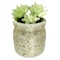 Mix Succulent Potted Plant 6Cm 3 Pieces