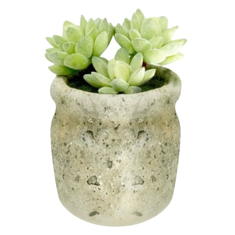 Mix Succulent Potted Plant 6Cm 3 Pieces