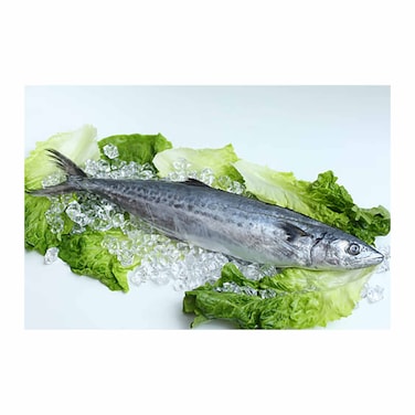 Drackho Fish - Big Sized /KG