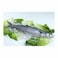 Drackho Fish - Big Sized /KG