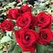 Pack of 3 Red Rose Seeds