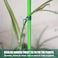 Generic-Green 31pc Garden Plant Twist Tie with Cutter Adjustable Plant Ties Plastic Multi-function Sturdy Plant Tree Flower Clips for Gardening Home Office
