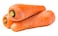 Carrot