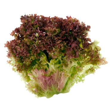 Lettuce Lolo Rosa 1pc