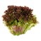 Lettuce Lolo Rosa 1pc
