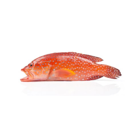 Red Hamour Fish