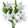 Lilies 3 Head Bouquet