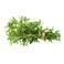 Marjoram Bunch