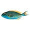 Fresh Parrot Fish Whole