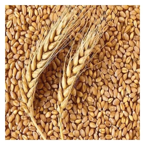 Yash Wheat - Weighed In Store