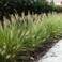 Pennisetum Light Green/Lemon Yellow 80-85cm