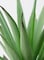 Generic Fejka Artificial Potted Plant With Pot Green/White
