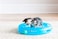 PETMATE FAT CAT CRAZY CIRCLE SMALL
