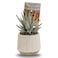Enable Haworthia in White Round Cement Pot 13X18cm