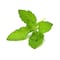 Basil - 100gm