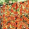 Artificial Maple Leaf Garland DIY Autumn Leaves Vine Fake Foliage Stairs Gardens Fencing Home Party Decoration(12 Strings,Each 2.2m)