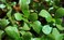 Purslane Seeds AG0158 with Perlite box by GARDENZ