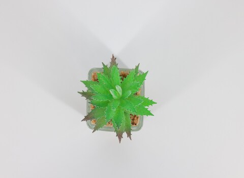 Artificial succulent bonsai -Model 02