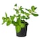 Potted Mint Plant