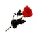 Plant Rose Assorted