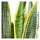 Sansevieria Potted Plant 15Cm