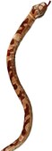 Aurora - Jungle - 50" Boa Constrictor