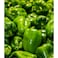 فلفل أخضر