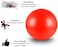 ULTIMAX Yoga Ball, Exercise Ball for Fitness-65CM(Red)