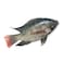 Super Tilapia Fish