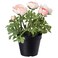 Fejka - Artificial Potted Plant, In/Outdoor, Ranunculus Pink, 12 Cm