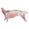 Fresh Goat Carcass