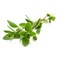Marjoram Bunch