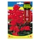 Fito Seeds Enana Roja Salvia Red Dwarf