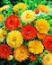 Pack of 3 Colourful Golden Calendula Seeds