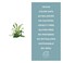 Petal Fresh Conditioner Seaweed And Argan Oil 475 Ml