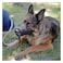 Ferplast Padded Adjustable Nylon Safe Dog Muzzle Extra Large