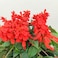 Pack of 3 A String Of Red Flower Seeds