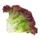 Lollo Rossa Lettuce 200g