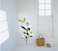 StickieArt - Cape Jasmine Wall Decal - Medium - 50 x 70 cm - STA-127