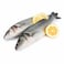 Big Seabass- Big Sized -1-3PC/K)