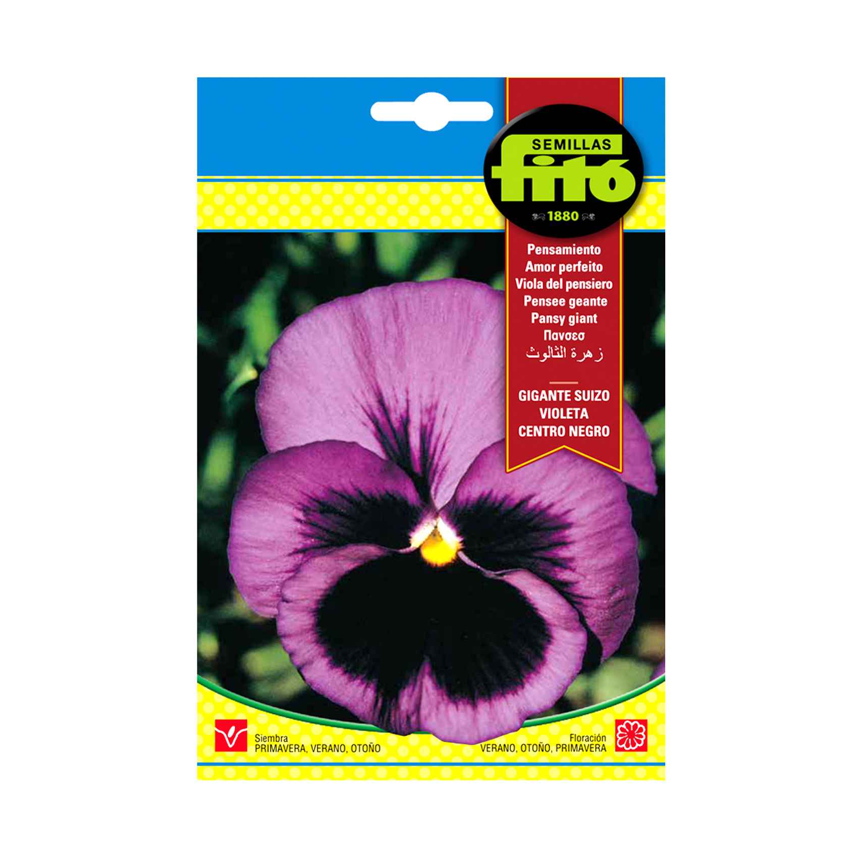 Fito Seeds Pansy Giant Purple