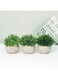 Generic 3-Piece Artificial Plants Set Grey/Green