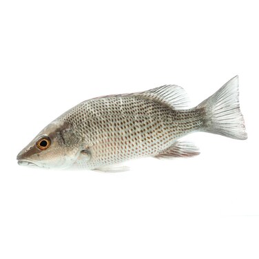 Fresh Grey Snapper